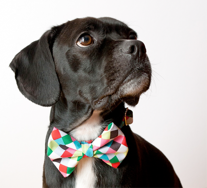 DOG FASHION “SILLY BUDDY”