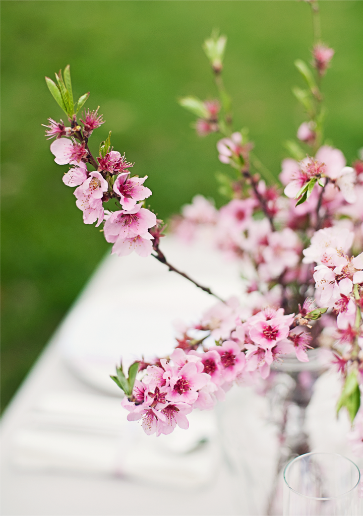 UNDER THE CHERRY BLOSSOM TREE