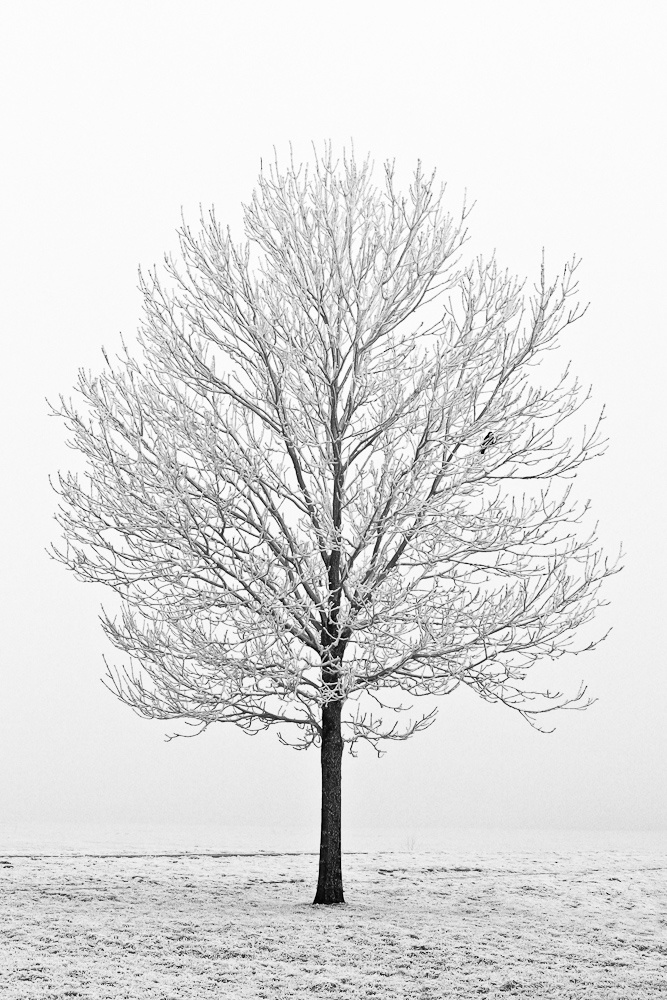 I AM DREAMING OF AN WHITE WINTER