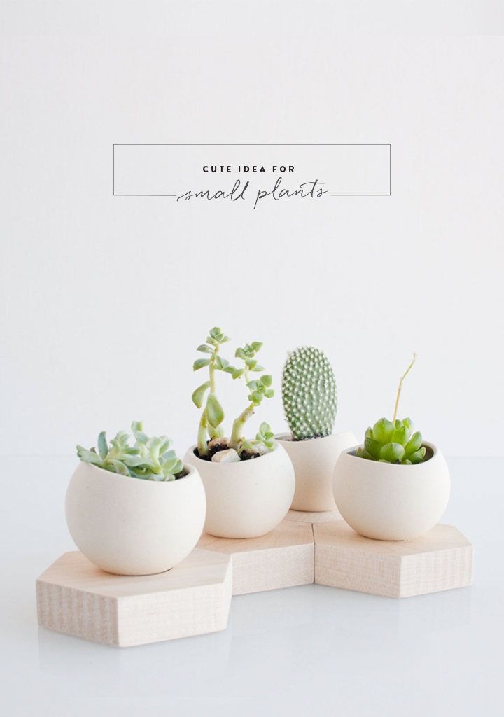 CUTE IDEA FOR SMALL PLANTS