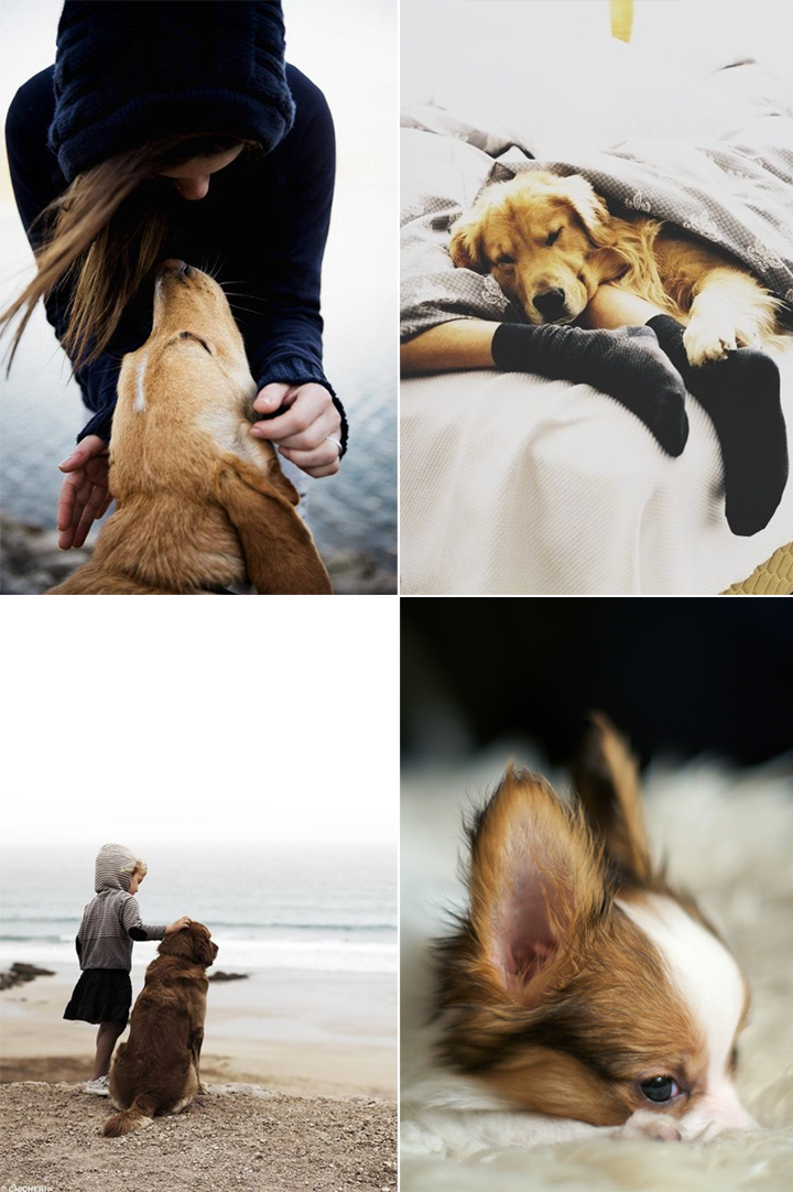 LIFE WITH A DOG
